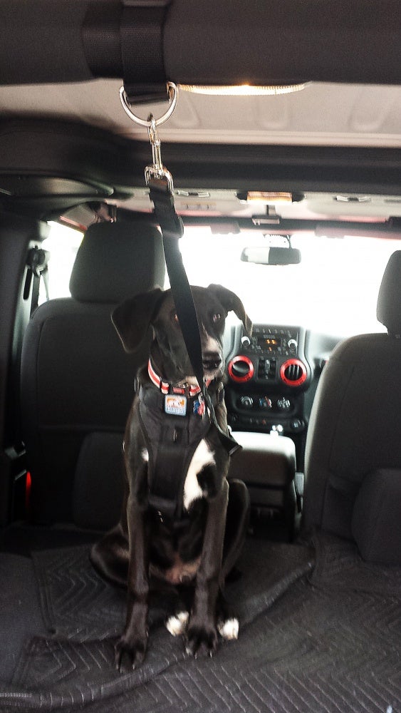 Pic Request: Dog Harnesses and Restraints | Page 2 | Jeep Wrangler Forum