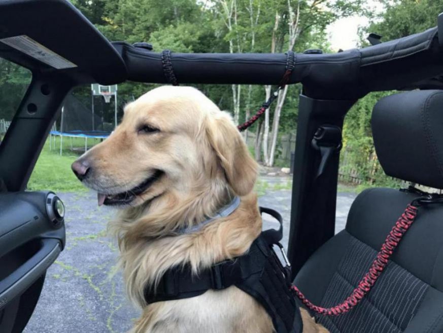 Best pet accessories for my JKU and my dog? | Jeep Wrangler Forum